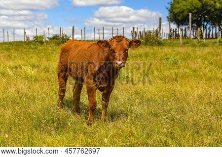 Hereford Cow Baby At Field Landscape