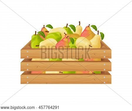 Pears. Wooden Box With Pears. Ripe Pear Fruits In A Box. Fresh Garden Fruits. Juicy Pears In A Woode