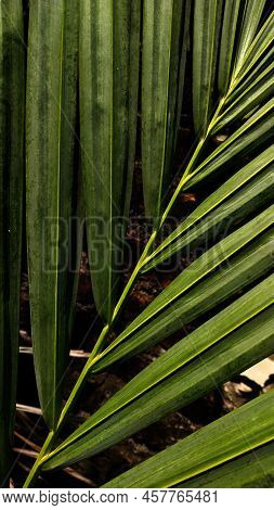 Red Palm (cyrtostachys Lakka Becc.) Is A Popular Ornamental Plant Commonly Found In The Yard Of The