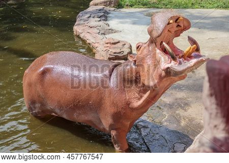 Common Hippopotamus (hippopotamus Amphibius) In The Zoo
