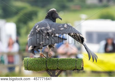 Black Vulture (coragyps Atratus) Juvenile