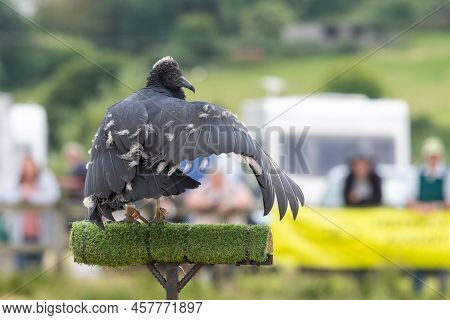 Black Vulture (coragyps Atratus) Juvenile
