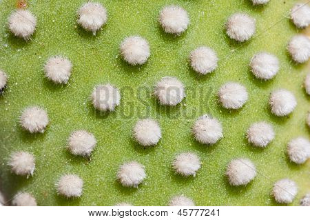 Opuntia Macro