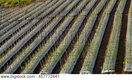 View Of Mount Sindoro From Above With Plantation Fields