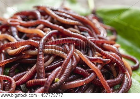 Breeding Red Worms Dendrobena. Fertile Soil. Natural Soil Improvement. Fishing Worms