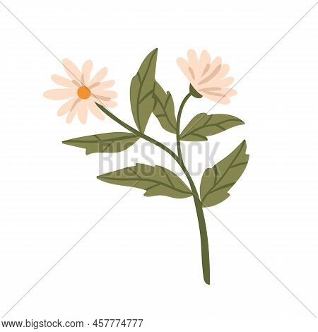 Camomile Flower, Floral Blooming Herbaceous Plant. Wild Field Chamomile. Healing Medicinal Herb, Wil