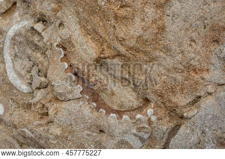 Photo Of Beautiful Sea Shell Fossil Texture On  Background
