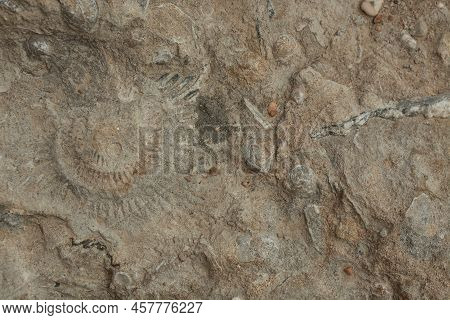 Photo Of Beautiful Sea Shell Fossil Texture On  Background