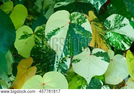 Leaf Hibiscus Tiliaceus Or Sea Hibiscus Or Waru Varigata Green Leaves On Garden