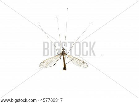 Mosquito Centipede Long Legs - The Genus Tipulidae. Big Mosquito Insect Caramore