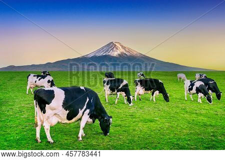 Cows Eating Lush Grass On The Green Field In Front Of Fuji Mountain, Japan.