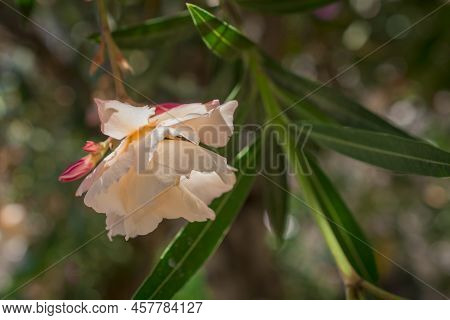 The Bright Red Nerium Oleander Flowers Are So Beautiful
