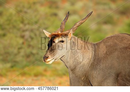 Portrait Of A Male Eland Antelope (tragelaphus Oryx), Mokala National Park, South Africa