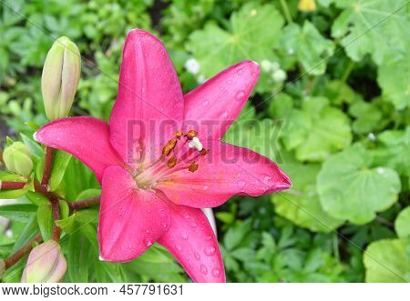 Lily Flower Of The La Hybrid Fangio Variety Is Red-crimson After The Rain