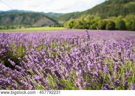 Field Of Lavender In Drome France With Green Hill Backdrop. Beautiful Summer Landscape On A Bright S