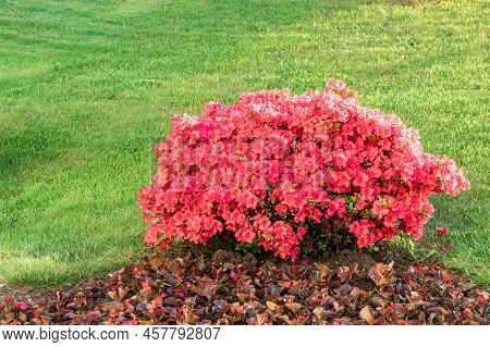 A Bush Of Bright Pink Flowers Grows On A Green Lawn. Landscaping. Rhododendron Molle,