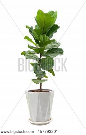 Fiddle Leaf Fig, Ficus Lyrata, Plant In Circle White Pot, Isolated On White Background.