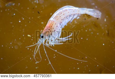 Close Up Of An Amano Shrimp In An Aquarium.