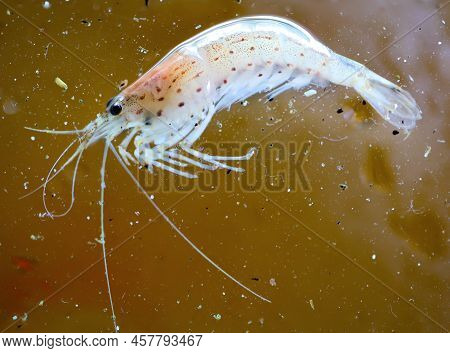 Close Up Of An Amano Shrimp In An Aquarium.