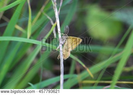 A Butterfly On A Meadow, Meadow Plant. Beautiful Butterflies Of Germany.