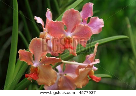 Vanda orchidea