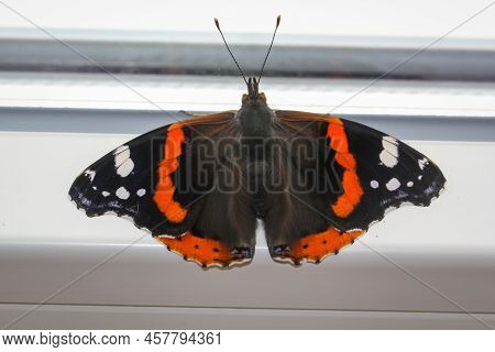 The Close-up Of An Admiral, A Butterfly.