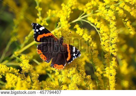 The Close-up Of An Admiral, A Butterfly.
