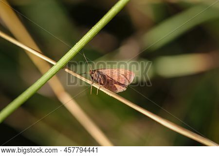 A Butterfly On A Meadow, Meadow Plant. Beautiful Butterflies Of Germany.