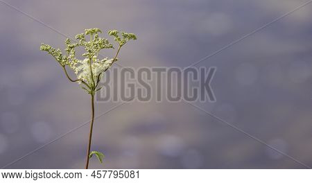 Moerasspirea, Filipendula Ulmaria Isolated On A Blurry Background