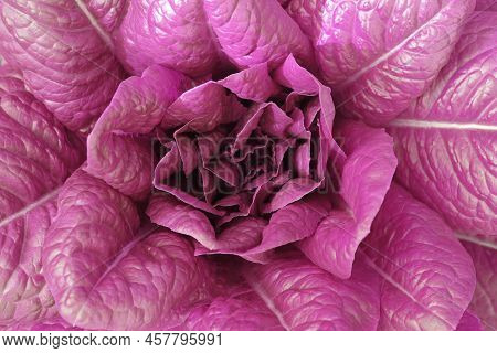 Lettuce Bush With Red Juicy Ripe Lettuce Among Large Red Lettuce Leaves And Small Red Lettuce Leaves