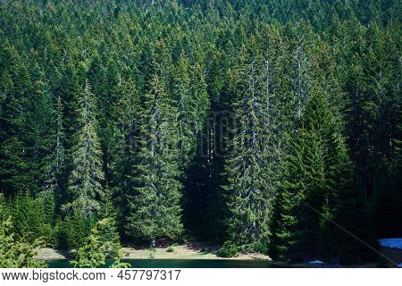 Dense Coniferous Forest On The Shore Of Black Lake In Zabljak, Montenegro