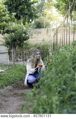 Vertical View Of Young Woman Collecting Fresh Ecologicaly Cultivated Tomatoes In Her Home Garden Orc