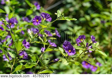 Flowering Perennial Shrub Gentian Nightshade Or Potato Tree (solanum Rantonnetii)
