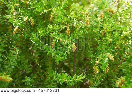 Phyllanthus (phyllanthaceae) Flowers Growing In Dublin, Ireland.