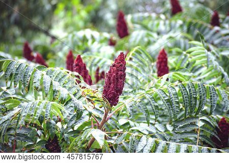 Sumac Vinegar Tree Close-up. Burgundy Sumac Flowers.