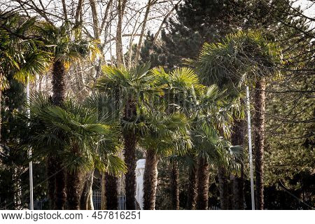Selective Blur On Palm Trees In Winter In A French Park, Belonging To The Species Trachycarpus Fortu