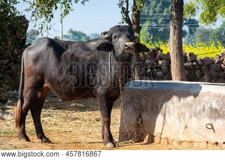 Domestic Water Buffalo In Rural Village. Asian Water Buffalo.