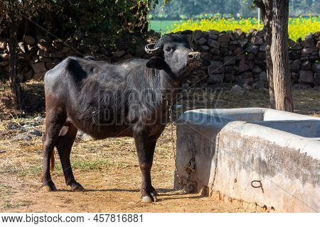 Domestic Water Buffalo In Rural Village. Asian Water Buffalo.
