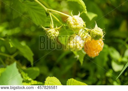 Yellow Raspberry On A Green Bush. Yellow Raspberries Have Ripened. The First Harvest Of Raspberries.