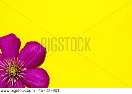 Flowering Pink Hybrid Clematis. Flowers On A Yellow Background. Beautiful Purple Bloom.clematis. Lar