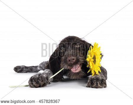 Young Brown And White German Wirehaired Pointer Dog Pup, Laying Down Holding Sunfloer In Mouth. Look