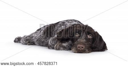 Young Brown And White German Wirehaired Pointer Dog Pup, Laying Down Head Down. Looking Straight To 