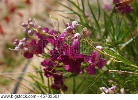 Desert Willow (chilopsis Linearis) Blossom, Purposely Blurred, Selective Focus On The Flower