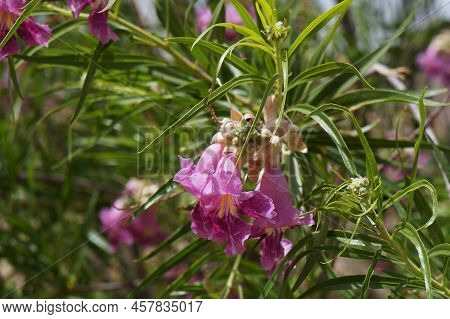 Desert Willow (chilopsis Linearis) Blossom, Purposely Blurred, Selective Focus On The Flower