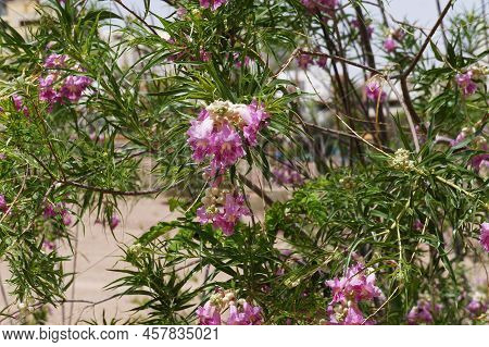 Desert Willow (chilopsis Linearis) Blossom, Purposely Blurred, Selective Focus On The Flower