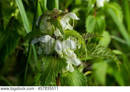 Lamium Album, Commonly Called White Nettle Or White Dead-nettle, Is A Flowering Plant In The Family