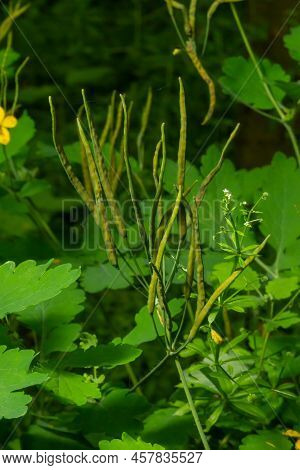 Greater Celandine, Yellow Wild Flowers, Close Up. Chelidonium Majus Is Poisonous, Flowering, Medicin