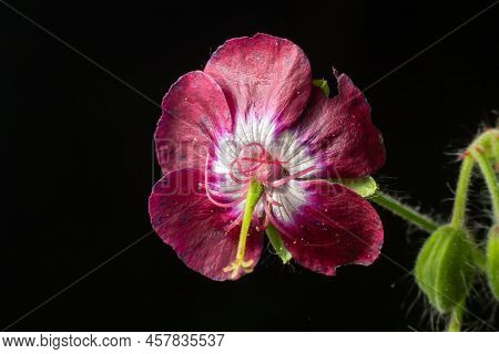 Geranium Phaeum, Commonly Called Dusky Cranes Bill, Mourning Widow Or Black Widow, Is A Herbaceous P