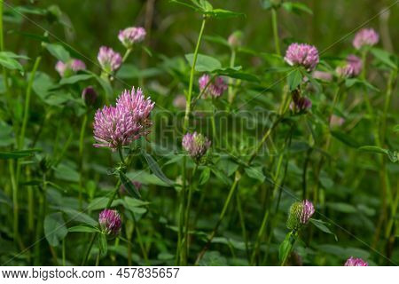 Dark Pink Flower. Red Clover Or Trifolium Pratense Inflorescence, Close Up. Purple Meadow Trefoil Bl
