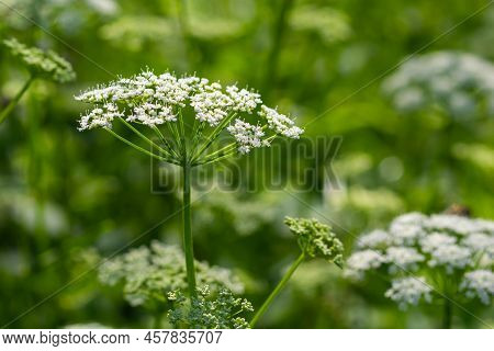A View Of A White-flowered Meadow Of Aegopodium Podagraria L. From The Apiales Family, Commonly Refe